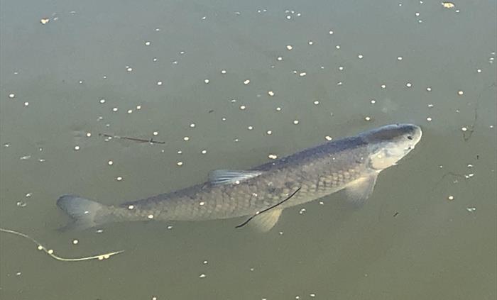 there are lots of fish in the pond. Got children? they'll love feeding them. We have roach, rudd, tench, carp and grass carp.